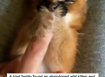 W0205017 Adopted abandoned caracal kitten (Part 2)