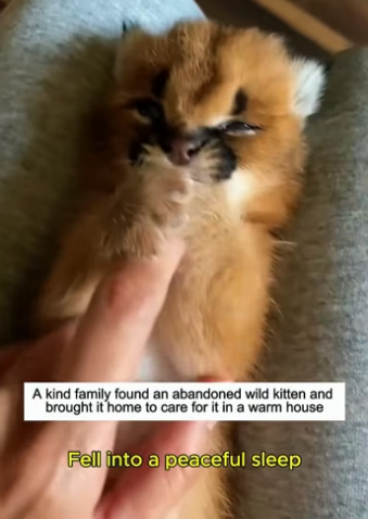 W0205017 Adopted abandoned caracal kitten (Part 2)
