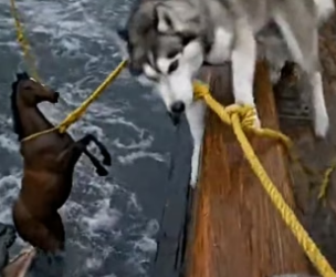 Y0505002 Monster Attacked But What Dog Did Next Saved Life (Part 2)