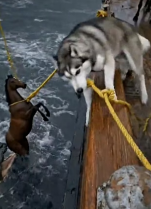 Y0505002 Monster Attacked But What Dog Did Next Saved Life (Part 2)