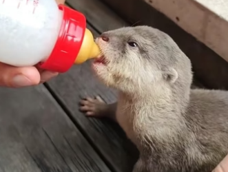 H0205020 adopted baby otter gave it all my love (Part 2)