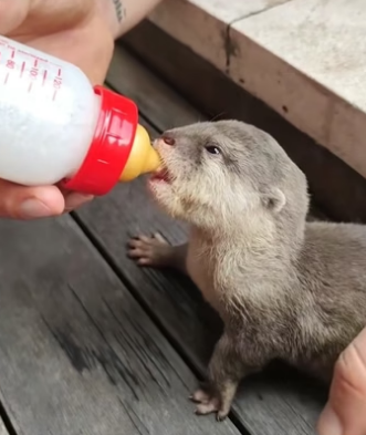 H0205020 adopted baby otter gave it all my love (Part 2)