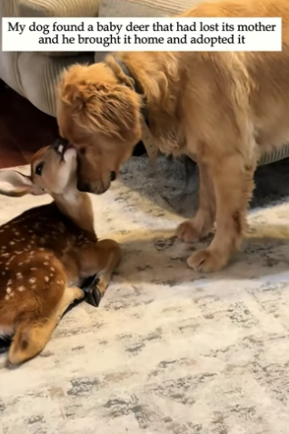 H0205019 My dog found baby deer had lost its mother he brought it (Part 2)