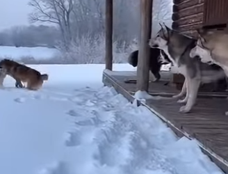 A0705017 Brave dogs rescue kittens fangs of ferocious lynx (Part 2)
