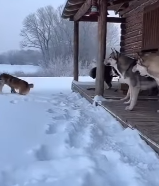 A0705017 Brave dogs rescue kittens fangs of ferocious lynx (Part 2)