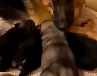 A0705004 My Dog Raised WOLF… Then Happened (Part 2)