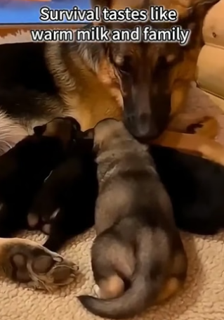 A0705004 My Dog Raised WOLF… Then Happened (Part 2)