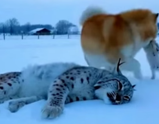 A0705015 mother dog rescued baby lynx after lynx mother died of dise (Part 2)
