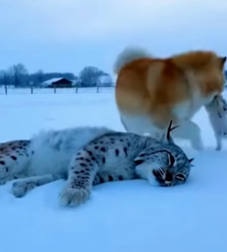 A0705015 mother dog rescued baby lynx after lynx mother died of dise (Part 2)