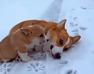A0705014 Moment Homeless Dog Changed Fates of Mother Her Corgi (Part 2)