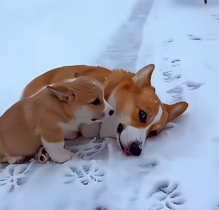 A0705014 Moment Homeless Dog Changed Fates of Mother Her Corgi (Part 2)