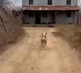 A0705007 wolf snatched helpless kitten but dogs chased it down (Part 2)