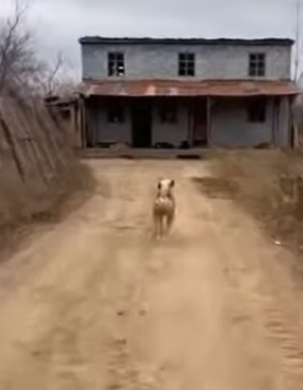 A0705007 wolf snatched helpless kitten but dogs chased it down (Part 2)