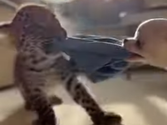 A0705003 Rescued Leopard, Released Him, Then Happened! (Part 2)