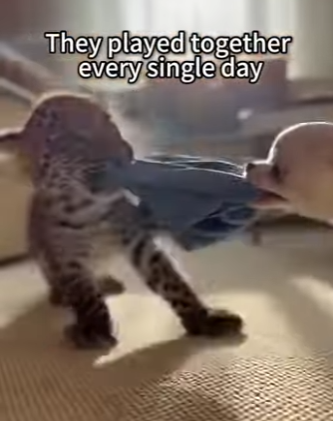 A0705003 Rescued Leopard, Released Him, Then Happened! (Part 2)