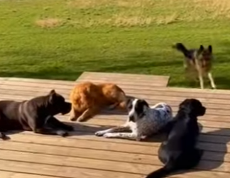 A0705005 The profit of a rescue is measured in tail wags and purrs (Part 2)