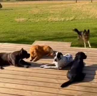 A0705005 The profit of a rescue is measured in tail wags and purrs (Part 2)