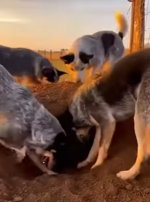 A0705010 Dogs Dug Into Ground Found Stolen Kitten (Part 2)
