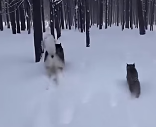 A0705019 Husky Waited She Came Back To Him (Part 2)