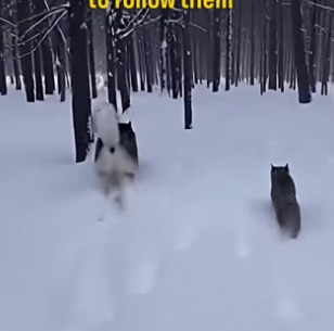 A0705019 Husky Waited She Came Back To Him (Part 2)