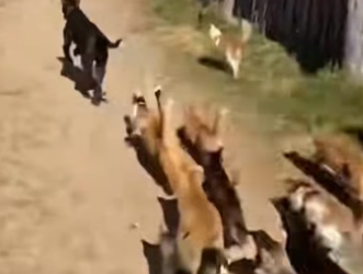 A0705021 The world’s poorest dog can make you the world’s richest human (Part 2)