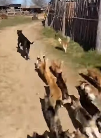 A0705021 The world’s poorest dog can make you the world’s richest human (Part 2)