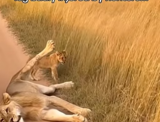 A0705023 lion cub ran to our Jeep looking Help (Part 2)