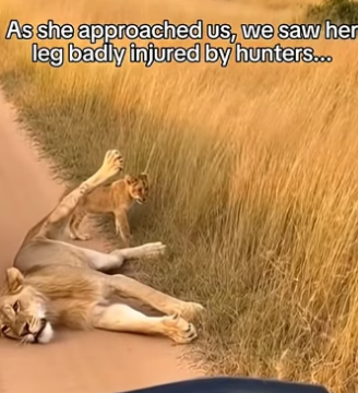 A0705023 lion cub ran to our Jeep looking Help (Part 2)
