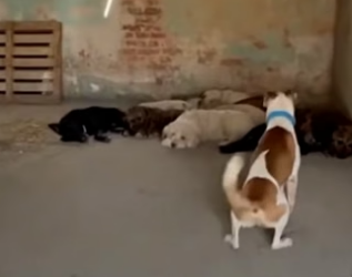 A0705008 Dogs Rescue Stolen Kitten Bring It Back to Its Mother (Part 2)