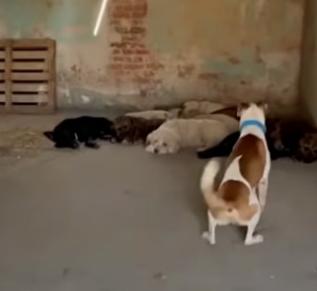 A0705008 Dogs Rescue Stolen Kitten Bring It Back to Its Mother (Part 2)