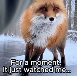 P0706009 The Fox Never Forgot Him ❤️ (Part 2)