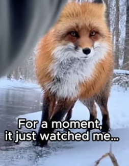 P0706009 The Fox Never Forgot Him ❤️ (Part 2)