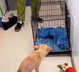 W0406001 she was found alone among trees but a compassionate heart saved her, embraced her (Part 2)