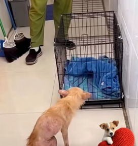 W0406001 she was found alone among trees but a compassionate heart saved her, embraced her (Part 2)