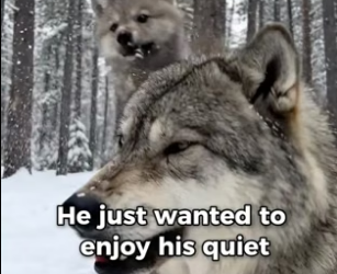 P0106002 The Grumpy Old Wolf (Part 2)