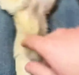 W0206009 A couple adopted a cute little fennec fox into their home, and the tiny desert baby quickly became  (Part 2)