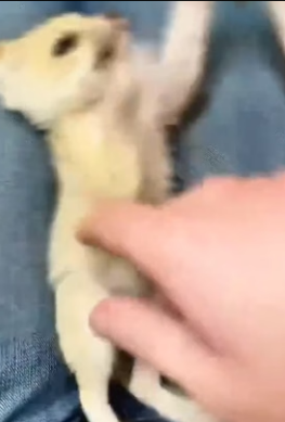 W0206009 A couple adopted a cute little fennec fox into their home, and the tiny desert baby quickly became  (Part 2)