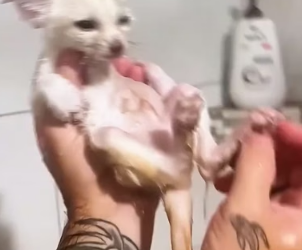 W0206011 A lost arctic fox was rescued by a kind family and finally found warmth, safety, and love (Part 2)
