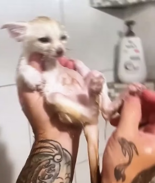W0206011 A lost arctic fox was rescued by a kind family and finally found warmth, safety, and love (Part 2)