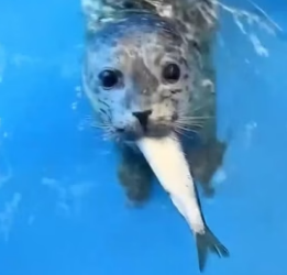 W0206012 A rescuer saved an injured seal pup, and years later the seal still remembered the man who helped hi (Part 2)