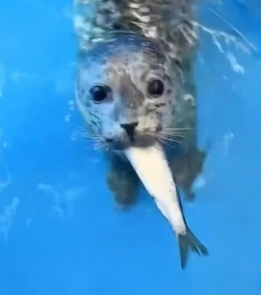 W0206012 A rescuer saved an injured seal pup, and years later the seal still remembered the man who helped hi (Part 2)
