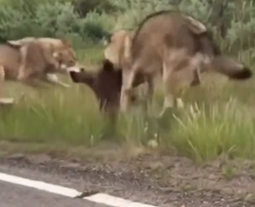 F0706012 The wolves around here are ruthless (Part 2)