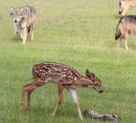 F0106006 Deer grew up to be their savior�❤️ (Part 2)