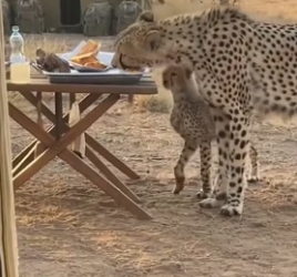 F0706008 We saved a cheetah twice ! (Part 2)