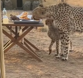 F0706008 We saved a cheetah twice ! (Part 2)