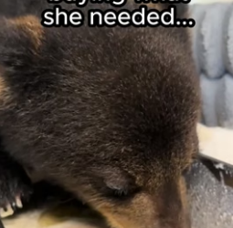 T0606009 Decrypting the silent language of a dog who has given up on humanity (Part 2)