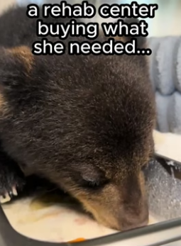 T0606009 Decrypting the silent language of a dog who has given up on humanity (Part 2)