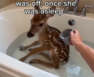 F0106012 Did she do the right thing in raising the fawn (Part 2)