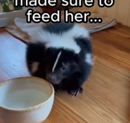 T0606008 Daughter adopts a skunk ❤️ (Part 2)
