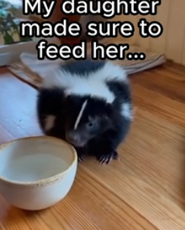 T0606008 Daughter adopts a skunk ❤️ (Part 2)